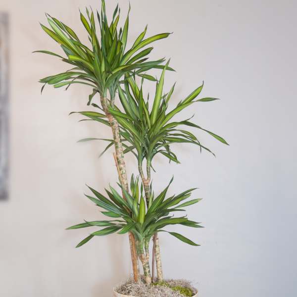 Potted dracaena plant in a woven basket