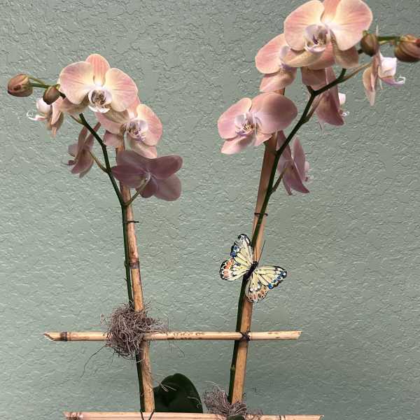 Two pink orchid stems in a white pot with a butterfly decoration