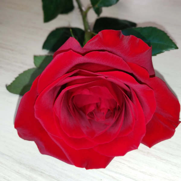 Single red rose with green leaves on a light surface
