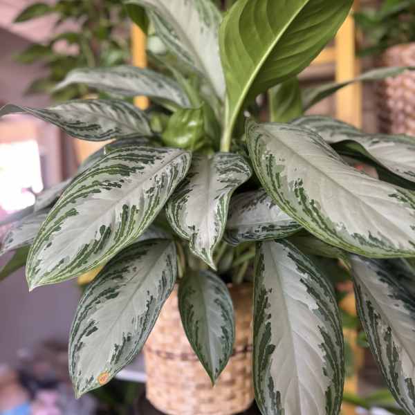 Potted variegated houseplant with silver-green leaves in a woven basket