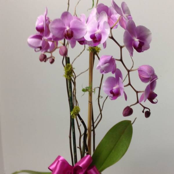 Purple orchids in a vase with a pink ribbon bow