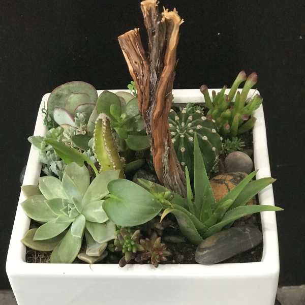 Succulent arrangement in a white square planter with a driftwood centerpiece