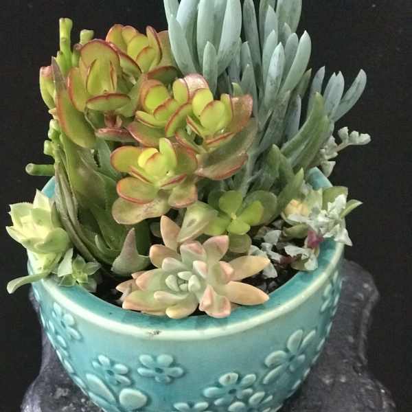 Succulent arrangement in a turquoise ceramic pot