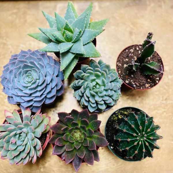 Assorted potted succulents arranged on a tan surface.