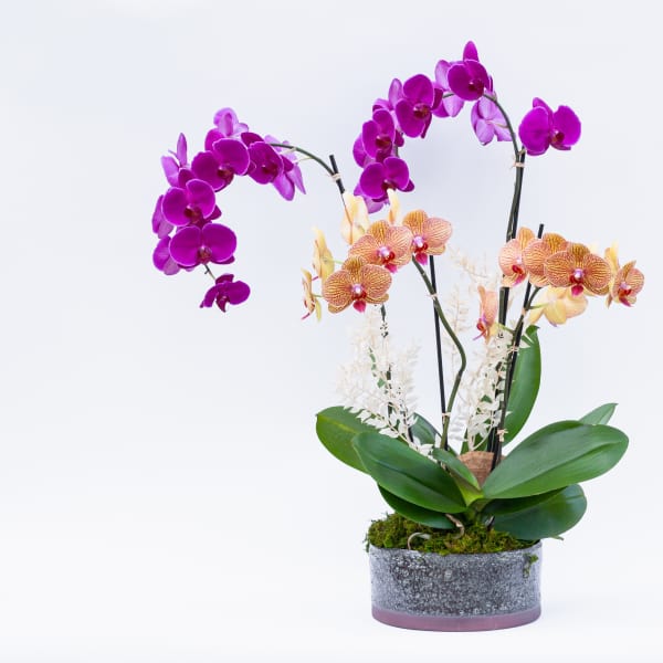 Summer Breeze Orchids