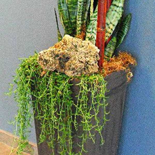Tall potted snake plant arrangement with trailing greenery and a red bamboo stake