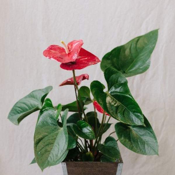 Potted anthurium plant with red flowers in a square container