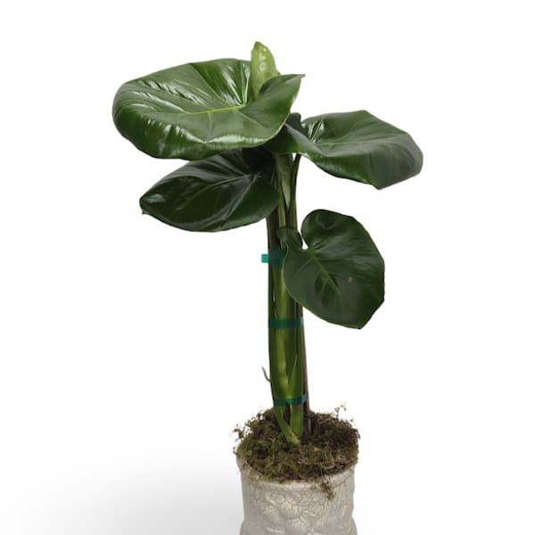 Potted plant with large glossy green leaves in a white textured pot