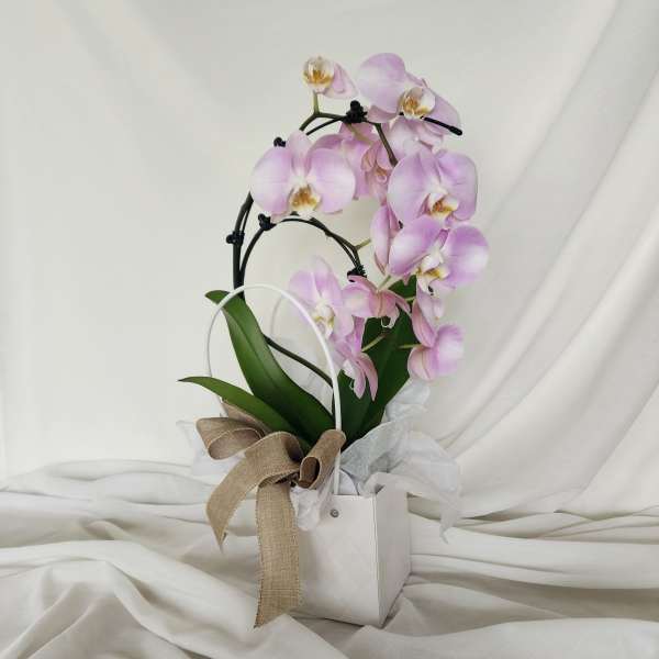 Pink orchid plant in a white gift bag with a ribbon bow