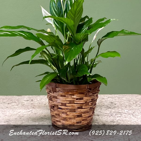 Small Peace Lily w/ Natural Basket