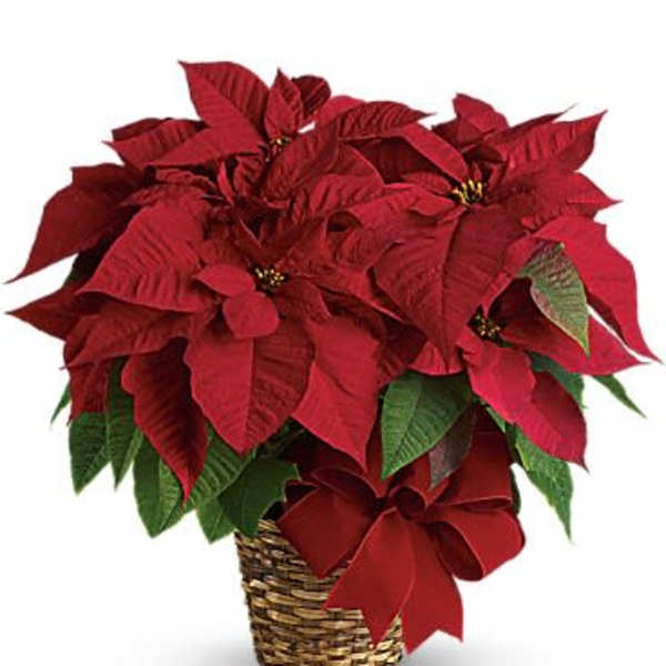 Red Poinsettia