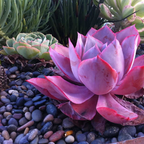Large selection of succulents