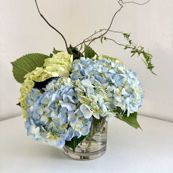 Blue and pale green hydrangeas in a clear glass vase with curly branches