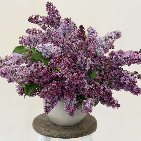 The I'm so happy it's Lilac Season Arrangement.