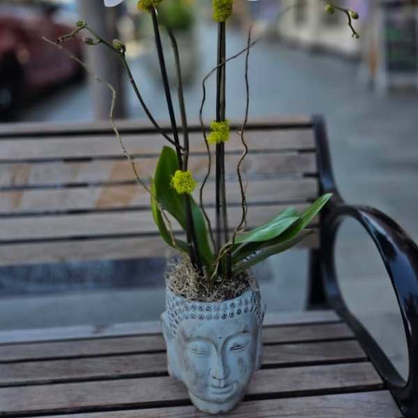 White orchid stems in a decorative face-shaped pot on a bench