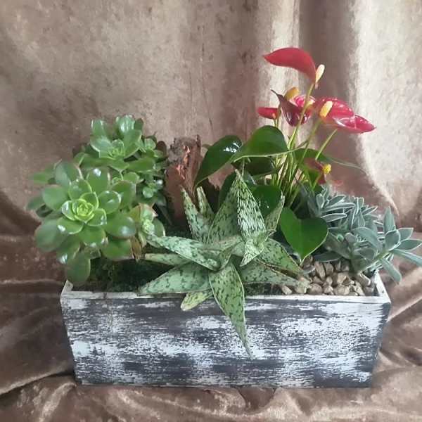 Succulent planter with red anthuriums in a weathered wooden box