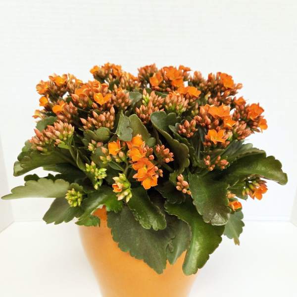 Orange flowering succulent in a terracotta pot