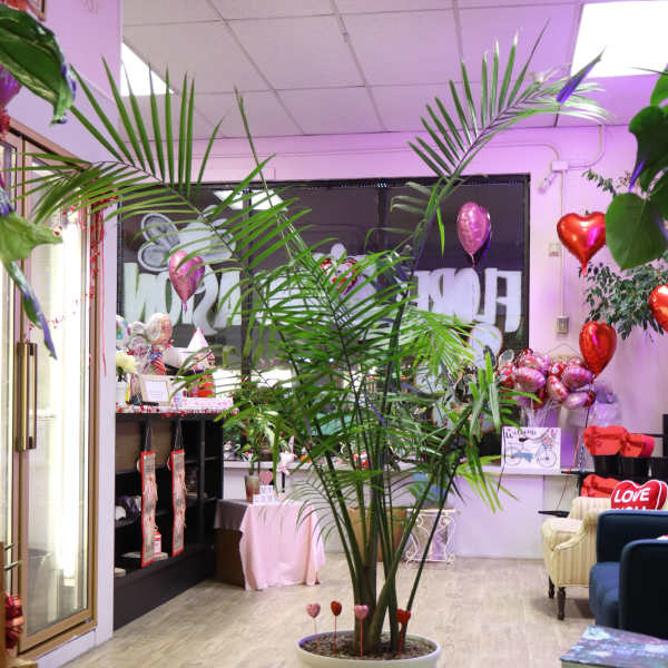Tall potted palm in a white planter inside a decorated shop