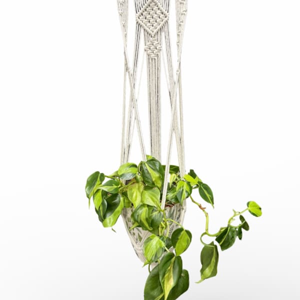 6" Hanging Philodendron Plant