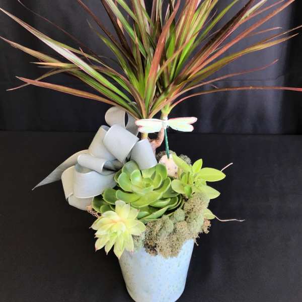 Succulent arrangement in a white pot with a large ribbon bow