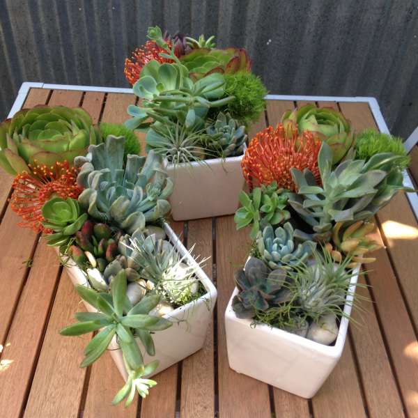 Three square planters of succulents with orange blooms on a wooden table