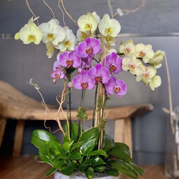 Potted orchids in white and purple with glossy green leaves in a white container