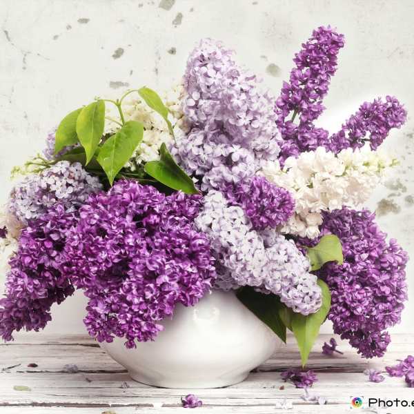 Purple and white lilac arrangement in a white vase