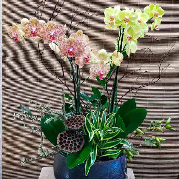 Orchid arrangement in a blue ceramic pot with decorative branches