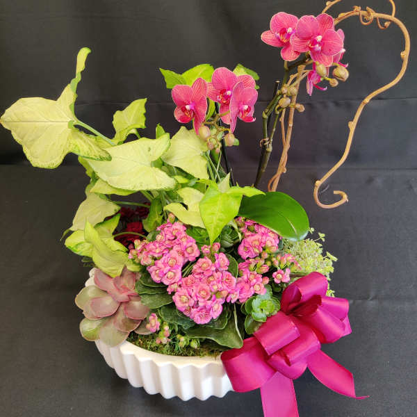 Modern succulent orchid planter