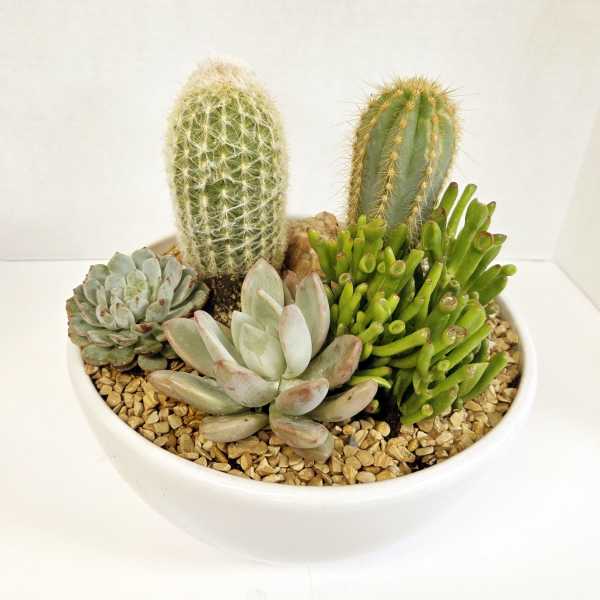 Succulent and cactus arrangement in a white bowl planter