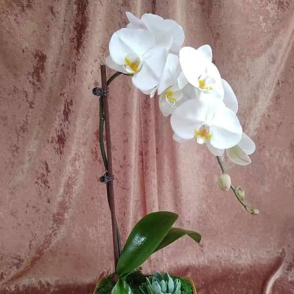 White orchid plant in a rectangular ceramic pot with a small succulent