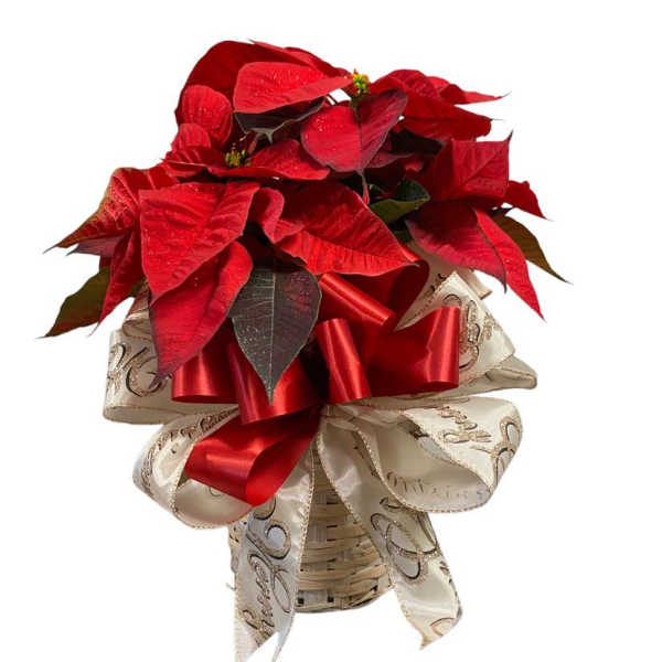6 Inch Fancy Poinsettia