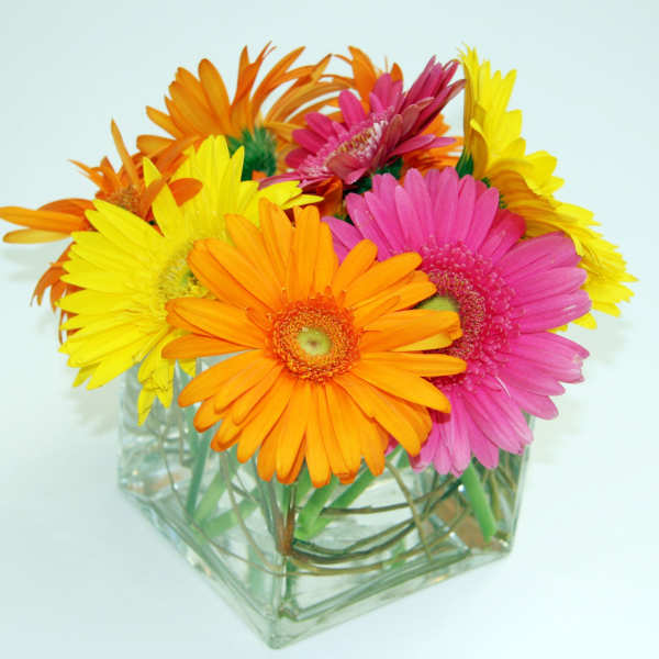 Bright gerbera daisies in a clear square vase