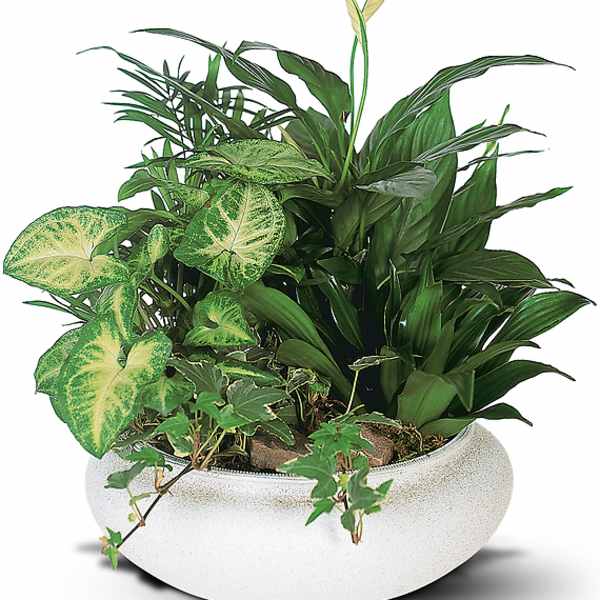 Mixed green houseplants in a white bowl planter