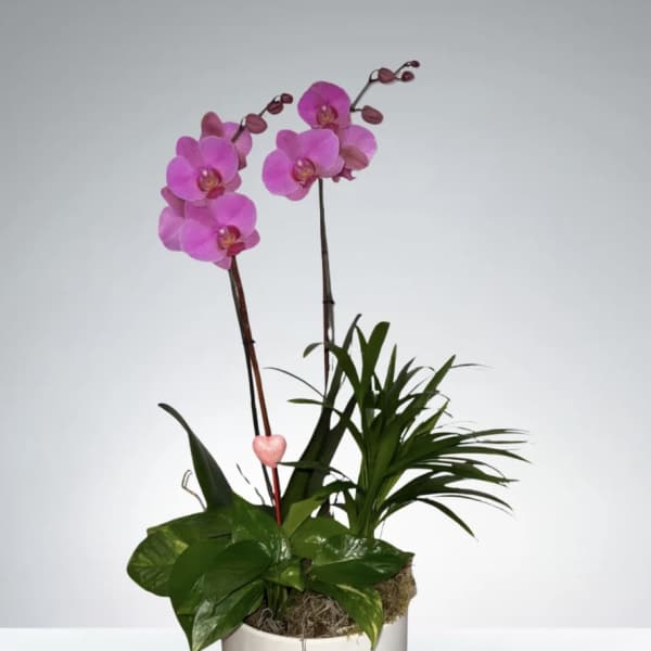 Orchid Garden by D'Lily's Flowers