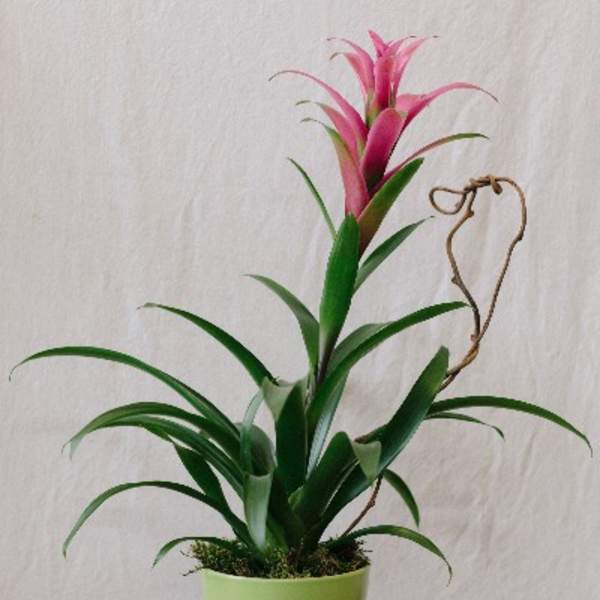 Blooming Bromeliad