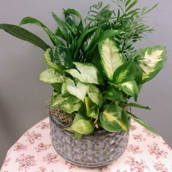 Mixed green houseplants arranged in a textured gray pot