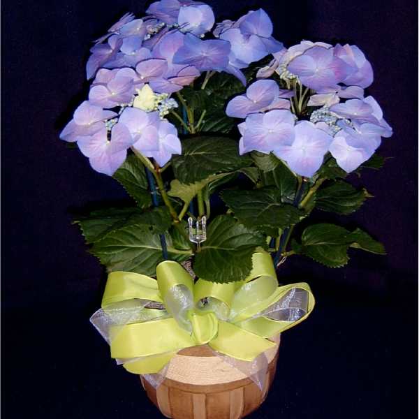 Hydrangea Plant* Or Seasonal Blooming Plant