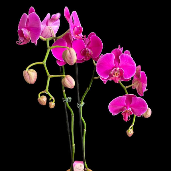 Pink orchid plant in a white pot with a ribbon