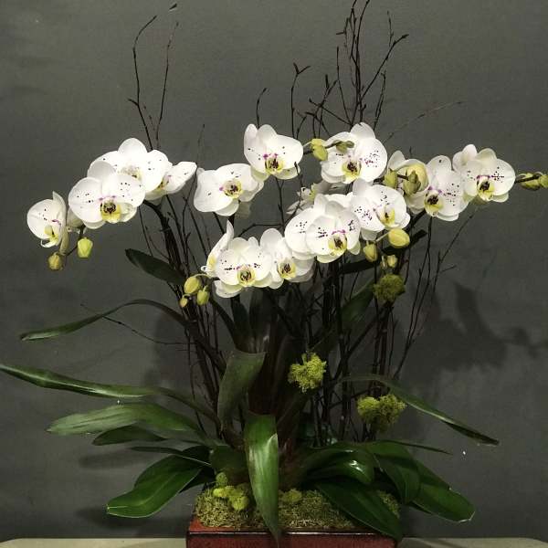 White orchids arranged in a red square planter