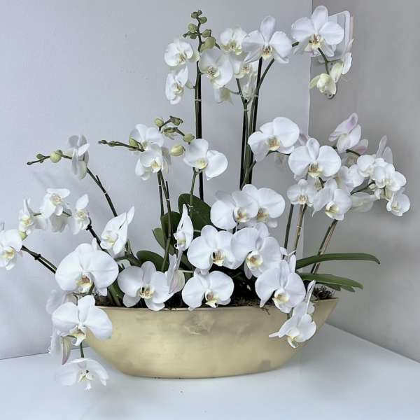 White orchids arranged in a shallow gold bowl