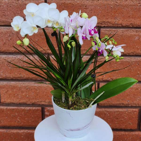 Potted white and pink orchid plant with tall foliage in a white ceramic pot.