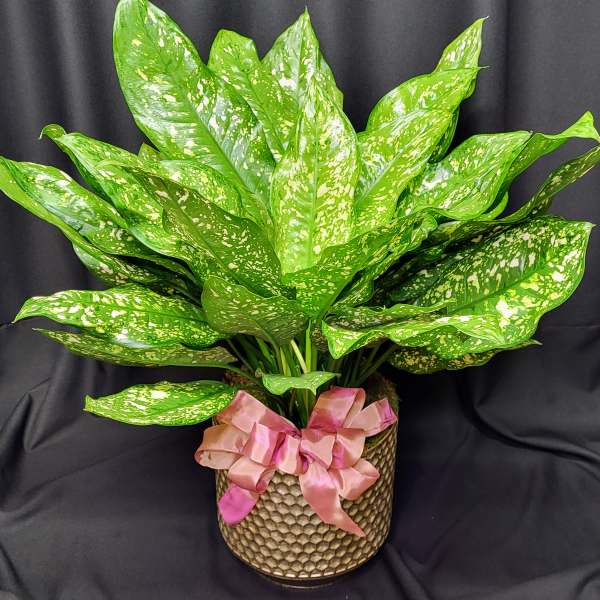 Potted green plant with speckled leaves and a pink ribbon