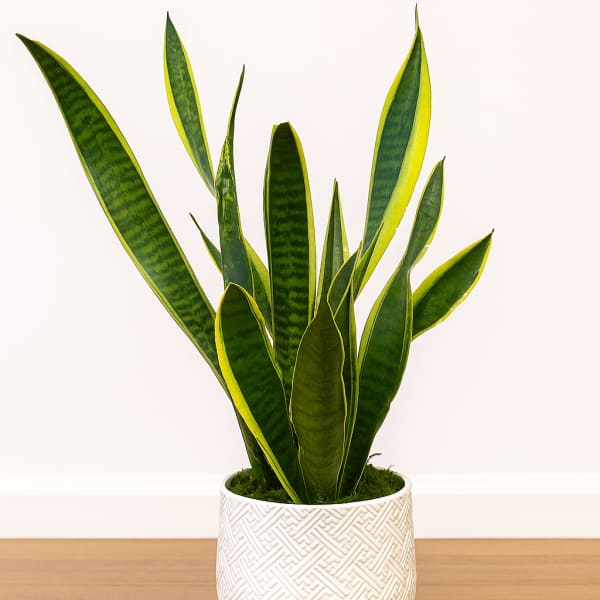 Snake plant in a white textured pot on a wooden surface