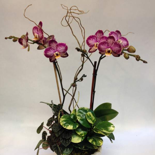 Moonlight Sonata Orchid (Pre-order)