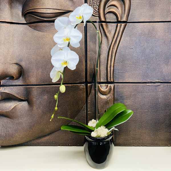 White orchid arrangement in a black vase with broad green leaves
