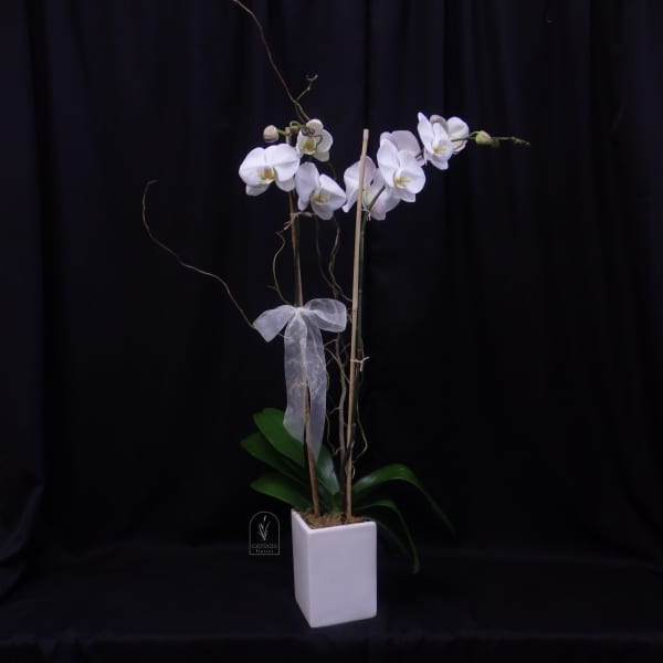 White orchid plant in a square white pot with a ribbon