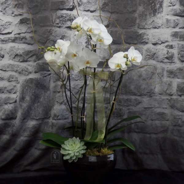 White orchids in a black pot with a small succulent accent