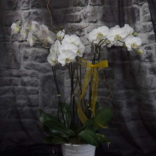 White orchid plant in a white pot with a yellow ribbon