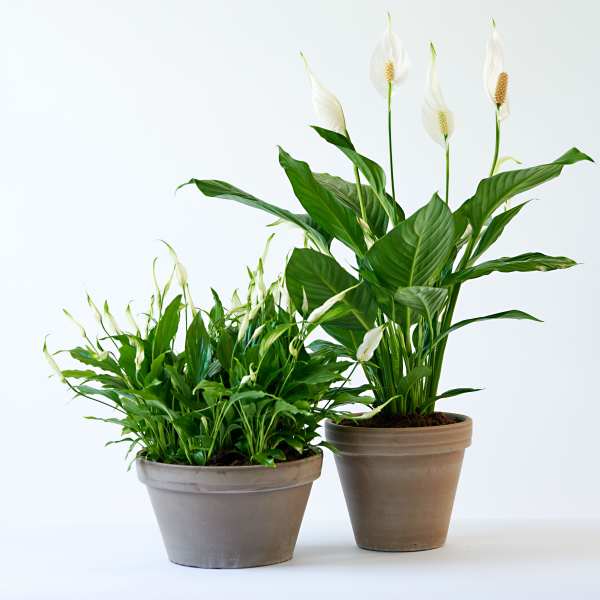 Two potted peace lily plants with white blooms in simple clay pots